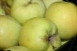 des pommes  Antonovka obyknovennaya l'espèce Photo