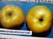 Jabłka gatunki Antonovka desertnaya zdjęcie i charakterystyka