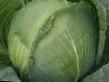Cabbage varieties Benson F1 Photo and characteristics