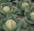 Cabbage varieties Tomas F1 Photo and characteristics