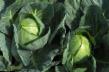 Cabbage varieties Tafma F1 Photo and characteristics