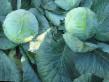 Cabbage varieties Tolsma, F1 Photo and characteristics