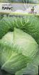 Cabbage varieties Parus Photo and characteristics
