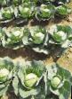 Cabbage varieties Pourovo Photo and characteristics