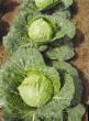 Cabbage varieties Premera 50 F1 Photo and characteristics