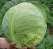 Cabbage  Orakl F1  grade Photo