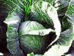 Cabbage  Agressor F1 grade Photo