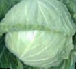 Cabbage  Borodin F1 grade Photo