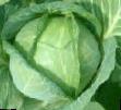 Cabbage  Proktor F1 grade Photo