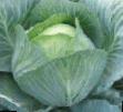 Cabbage  Skandik F1 grade Photo