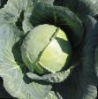 Cabbage  Gazel F1 grade Photo