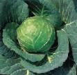 Cabbage  Nakhalenok F1 grade Photo