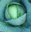 Cabbage  Ramada F1 grade Photo