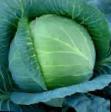 Cabbage  Satelit F1 grade Photo