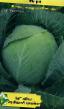 Cabbage  Mara (Mechta) grade Photo