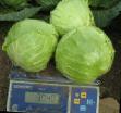 Cabbage  Anadol F1 grade Photo