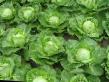 Cabbage  Svirel F1 grade Photo