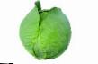 Cabbage varieties Sinteks F1  Photo and characteristics