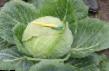 Cabbage  Landini F1 grade Photo