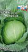 Cabbage varieties Raznosol F1 Photo and characteristics
