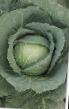 Cabbage varieties Ranoki F1 Photo and characteristics