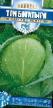 Bílé zelí druhy Tri bogatyrya fotografie a charakteristiky