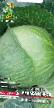 Cabbage  Knyaginya F1 grade Photo