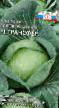 Cabbage varieties Transfer F1 Photo and characteristics