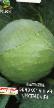 Cabbage varieties Arktika F1 Photo and characteristics