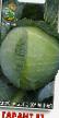 Cabbage varieties Garant F1  Photo and characteristics