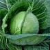 Cabbage  Farao F1 grade Photo