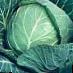 Cabbage  Ditmarskaya EGA 409 grade Photo