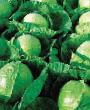Cabbage  Germes F1 grade Photo