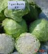 Cabbage  Grin flesh F1 grade Photo
