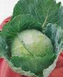 Cabbage  Zenit F1  grade Photo