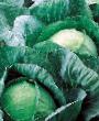 Cabbage varieties Vestri F1  Photo and characteristics