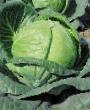 Cabbage varieties Tobiya F1  Photo and characteristics