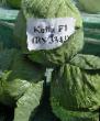 Cabbage  Kolya F1 grade Photo