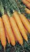 une carotte les espèces Bazel F1 Photo et les caractéristiques