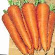 La carota  Karson F1 la cultivar foto