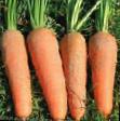 Zanahoria variedades Kordoba F1 Foto y características