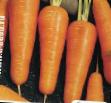 une carotte  Kupar F1 l'espèce Photo
