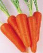 La carota  Abako F1 la cultivar foto