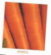 une carotte  Trofi  l'espèce Photo