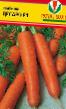 Carrot varieties Cesaro F1 Photo and characteristics