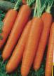Zanahoria variedades Karlena  Foto y características