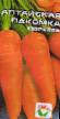 Carrot  Altajjskaya lakomka grade Photo