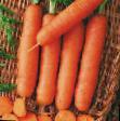 une carotte les espèces Praline Photo et les caractéristiques