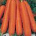 Carrot varieties Nelli F1 Photo and characteristics
