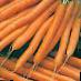 Carrot varieties Lidiya F1 Photo and characteristics
